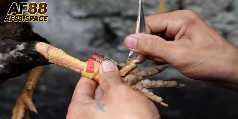 Giới thiệu khái quát đá gà cựa dao