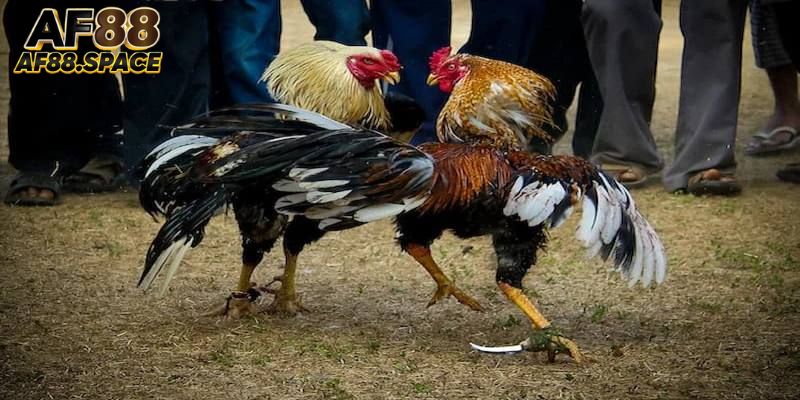 Một vài mẹo chơi đá gà cựa dao cực kỳ hiệu quả