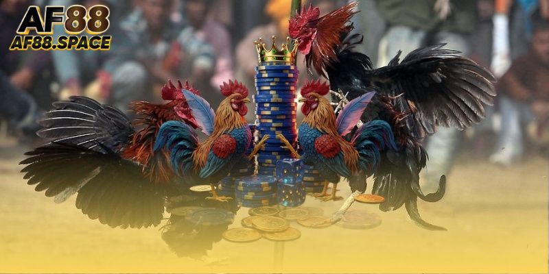 Vài nét sơ lược về đá gà Campuchia online